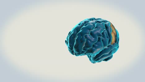 BRAIN-Postcentral-gyrus-on-a-white-background