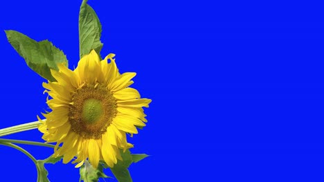 Biene-sitzt-auf-einer-Blume-einer-Sonnenblume,-hat-gelbe-Blüten-und-grünen-Blätter,-auf-einem-isolierten-Hintergrund-einen-Bluescreen