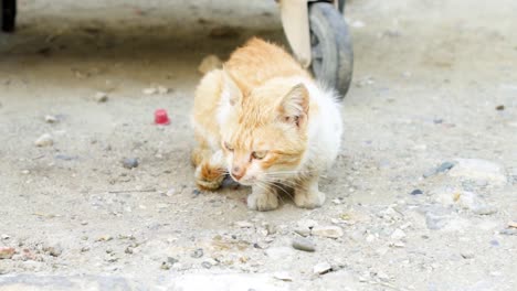 Homeless-dirty-cat-sit-outdoors.-Sad-hungry-ginger-kitten-near-dumpster-on-street.-Looking-at-camera