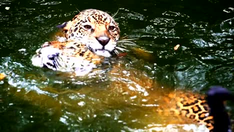 Zeitlupe-zwei-Jaguar-spielen-und-Schwimmen-im-Teich