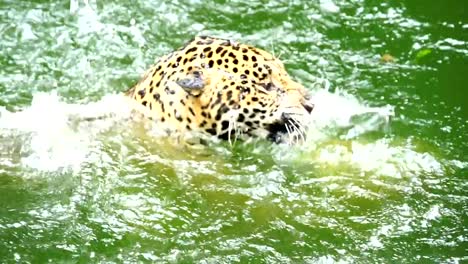 Zeitlupe-zwei-Jaguar-spielen-und-Schwimmen-im-Teich