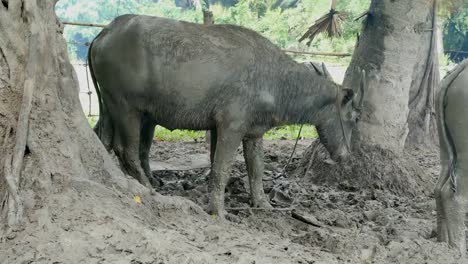 Büffel,-stehend-auf-den-Schlamm-im-stall