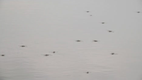 Gerridae-en-un-agua---cámara-lenta