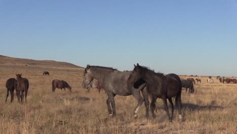 Wild-Horses-Sparring