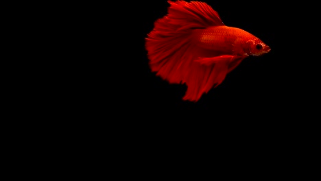 Super-lenta-de-vibrante-pez-luchador-de-Siam-(Betta-splendens),-bien-conocido-nombre-es-Plakat-tailandés