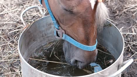 Horse-drinks-from-a-large-pot.-Horse-head-close-up.