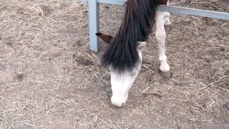 Pferd-frisst-Heu-vom-Boden.-Nahaufnahme-des-Kopfes.