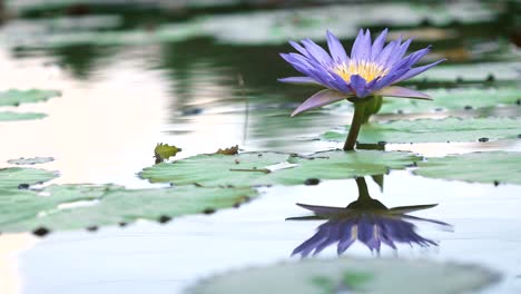 schöne-lila-Lotus,-Seerose-Blume-im-Teich