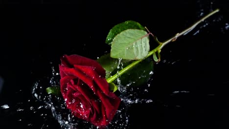 The-falling-rose-on-a-black-background.-Slow-motion.