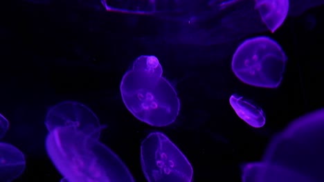 jelly-fish-illuminated
