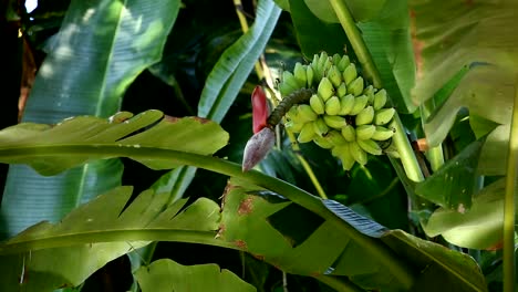 Bananenbaum-mit-Reflexion-des-Lichtes