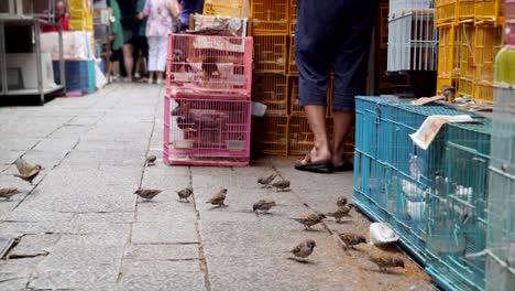 Vögel-Essen-Samen-vom-Boden-auf-einen-belebten-Markt