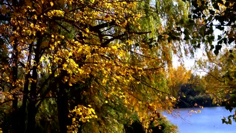 Autumn-Yellow-Trees-with-Leaves-on-the-Branches-of-in-the-Park-against-River-or-Lake