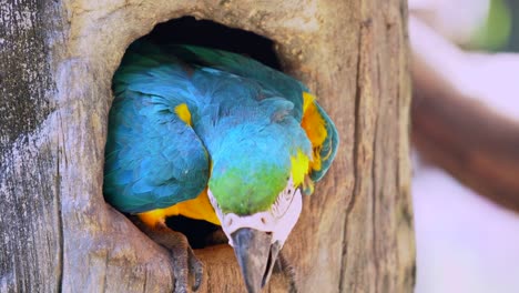 Guacamayo-loro-en-madera-hueco