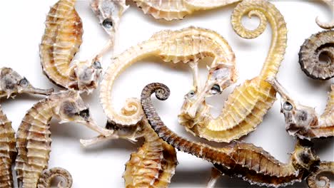 big-size-seahorses-as-Chinese-medicine-rotating