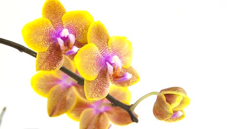 Schöne-seltene-Orchidee-im-Topf-auf-weißem-Hintergrund