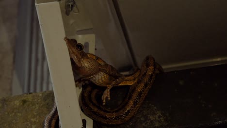 Leopard-Frog-Kämpfe-in-den-Mund-einer-Ratte-Schlange