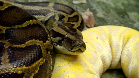 Birmanischen-Pythons-auf-dem-Boden