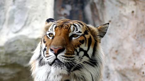 Tigre-lindo-en-la-naturaleza