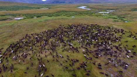 Reindeer-Run-on-Tundra-in-Autumn