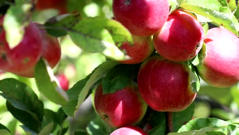 Rote-Äpfel-in-einem-Baum