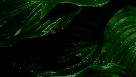 rain-dripping-on-the-big-leaves