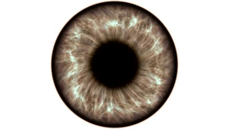 Braune-Auge-Dilatation-und-contracting.-Sehr-detaillierte-extreme-Nahaufnahme-von-Iris-und-Pupille.