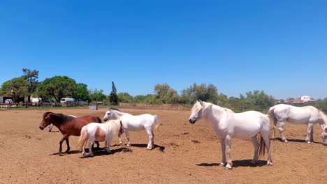 Ancient-horses-in-the-Camargue-nature-reserve.in-the-delta-of-the-Rhone.-Provence.-France