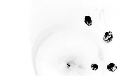 Black-drops-ink-dropped-on-white-water.-Top-view.