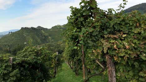 Weingut-Valdobbiadene-Dolly-4K