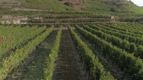 Aerial-View-of-a-Mature-Vinyard-at-Sunset