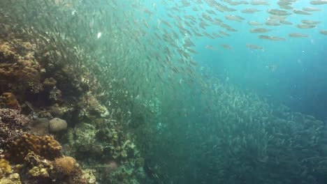 Sardines-on-blue-water