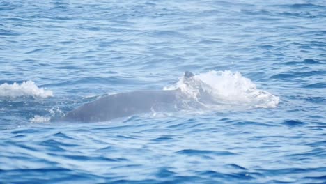 clip-de-la-cámara-lenta-de-la-dorsal-de-una-ballena-jorobada-en-merimbula-originalmente-180p