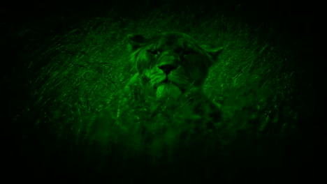 Nightvision-Lioness-Looks-Up-In-Long-Grass