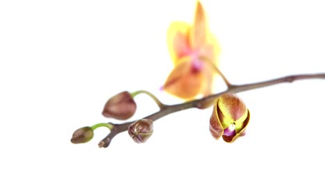 Hermosa-orquídea-rara-en-olla-sobre-fondo-blanco