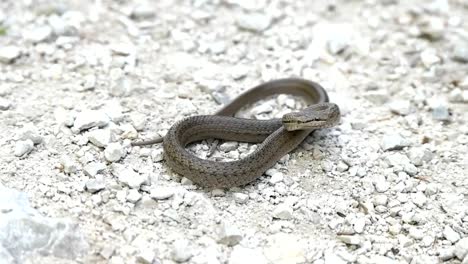 Snake-on-stony-ground