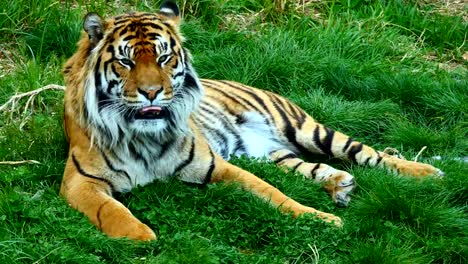 Porträt-des-Tigers-auf-dem-Rasen-liegend