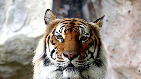 Tigre-lindo-en-la-naturaleza