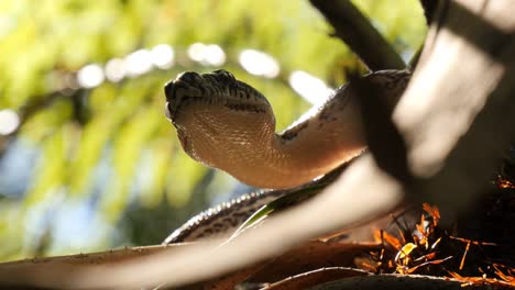 Python-de-la-serpiente-en-la-caza-del-entorno-natural-en-el-bosque---diamante-Python