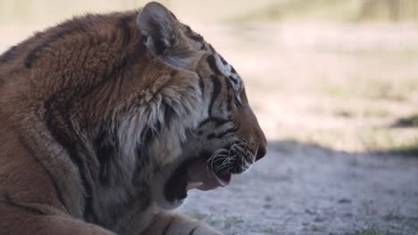 eine-riesige-Tiger-geleckt