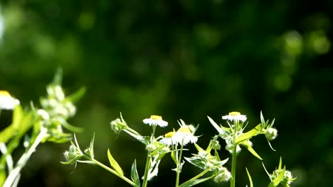 Orange-Butterfly-or-Leopard-Lacewing-Butterfly-on-flower-and-flying-out-of-flowers-in-flower-garden-in-morning