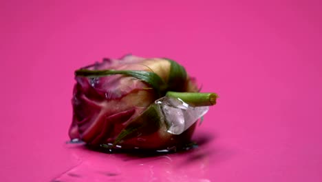 Rose-freezing-in-ice-cube,-betrayed-heart-closing-and-loses-trust,-macro-shot