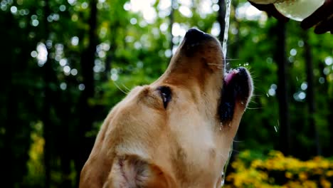 Labrador-bebe-agua-en-cámara-lenta-al-aire-libre