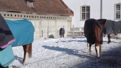 Pferde-im-Schnee