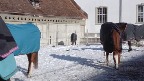 Horses-in-Snow