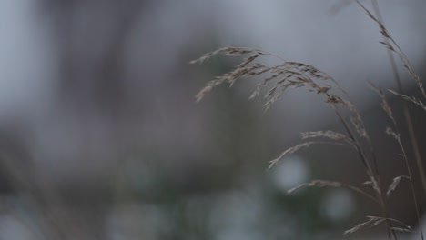 Un-día-de-nieve-cambiante-con-la-hierba-en-el-viento