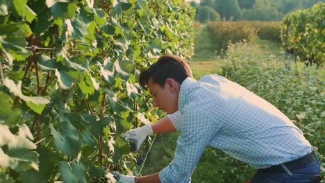 Man-cutting-grapes-during-the-harvesting-process.-Slow-motion