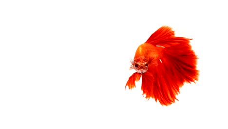 Super-lenta-de-vibrante-pez-luchador-de-Siam-(Betta-splendens),-bien-conocido-nombre-es-Plakat-tailandés