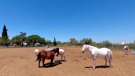 Alte-Pferde-in-der-Camargue-Natur-reserve.in-das-Delta-der-Rhone.-Der-Provence.-Frankreich