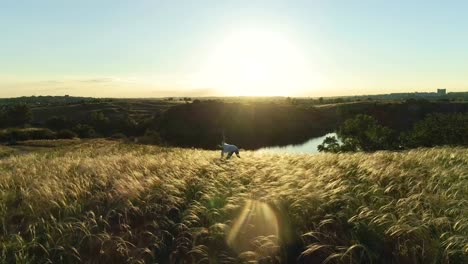 Mädchen-meditiert-über-eine-schöne-Wiese-bei-Sonnenuntergang